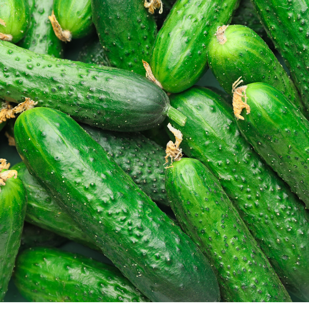 English Cucumbers  - Case of 12